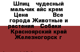 Шпиц - чудесный мальчик айс-крем › Цена ­ 20 000 - Все города Животные и растения » Собаки   . Красноярский край,Железногорск г.